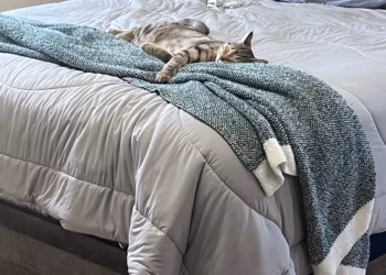Rest Review